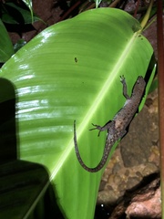 Gelanesaurus flavogularis