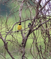 Euphonia affinis