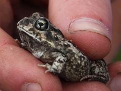 Tomopterna delalandii