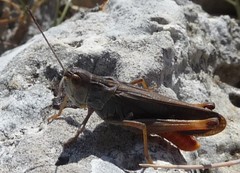 Stenobothrus rubicundulus
