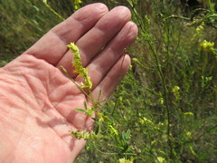 Melilotus suaveolens