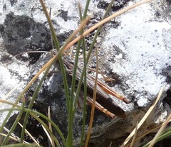 Stenobothrus rubicundulus