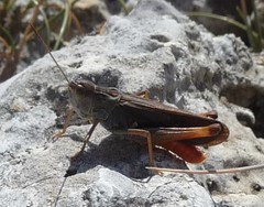 Stenobothrus rubicundulus