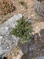 Chascanum cuneifolium