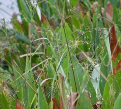 Porphyrio martinica