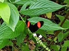 Heliconius melpomene flagrans
