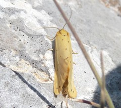 Setina
