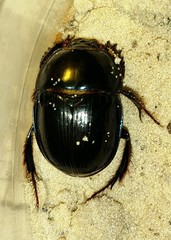 Peltotrupes profundus