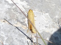 Setina