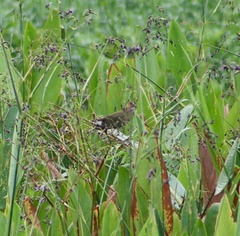 Porphyrio martinica