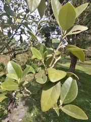 Lagunaria