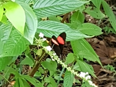 Heliconius melpomene flagrans