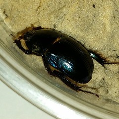 Peltotrupes profundus