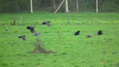 Corvus capensis capensis