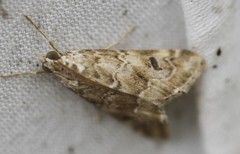 Hellula