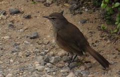 Cercotrichas coryphoeus coryphoeus