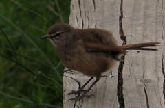 Cercotrichas coryphoeus coryphoeus