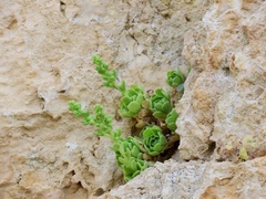 Rosularia globulariifolia