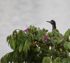 Butorides virescens