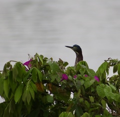 Butorides virescens