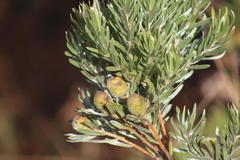 Leucadendron floridum
