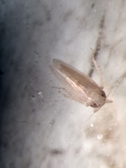 Cicadellidae