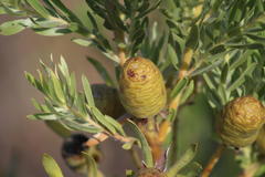 Leucadendron floridum