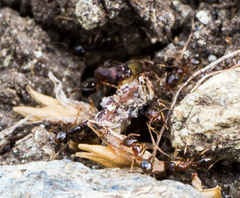 Pheidole californica