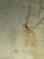 Cicadellidae