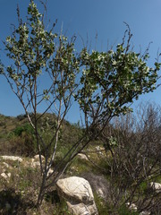 Malacothamnus davidsonii