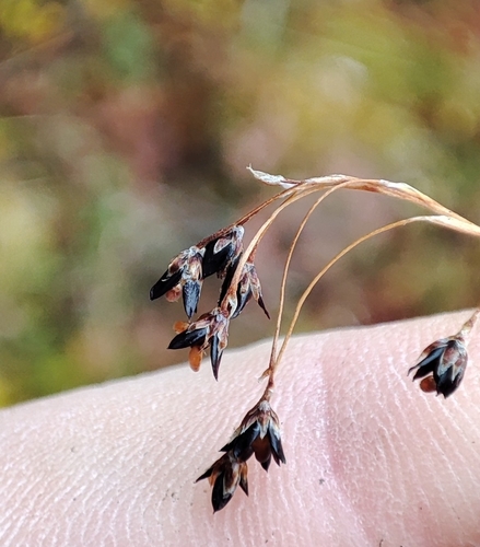 Image of Luzula wahlenbergii by (c) Yurii Basov, some rights reserved (CC BY)