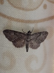 Eupithecia tripunctaria