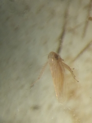 Cicadellidae