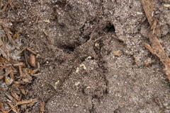 Tetramorium sericeiventre