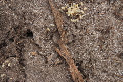 Tetramorium sericeiventre