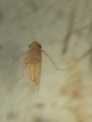 Cicadellidae