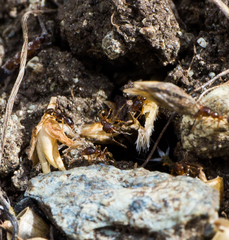 Pheidole californica