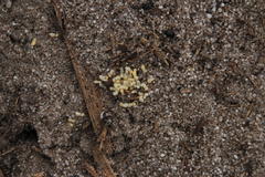 Tetramorium sericeiventre