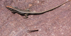 Soutpansberg Rock Lizard photo 5