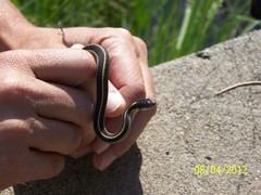 Thamnophis elegans elegans