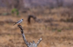 Micronisus gabar gabar