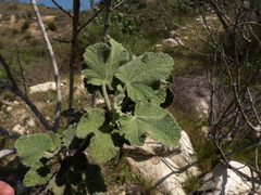 Malacothamnus davidsonii