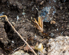 Pheidole californica