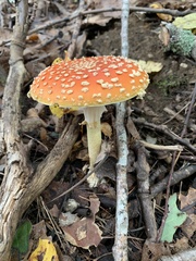 Amanita muscaria