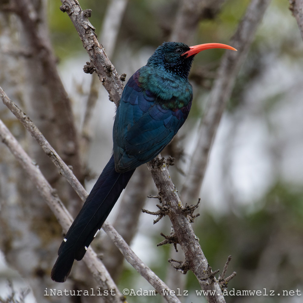Green Woodhoopoe