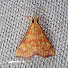 Pyrausta ignealis