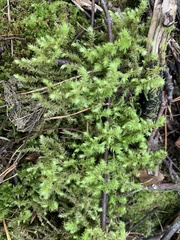 Hylocomiadelphus triquetrus