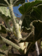 Malacothamnus davidsonii