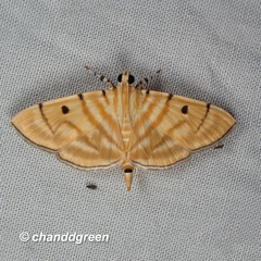 Notarcha tigrina
