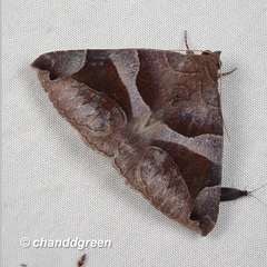 Bastilla arcuata